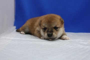 柴犬(標準サイズ)【愛知県・女の子・2020年4月27日・赤】の写真「とってもキュート！」