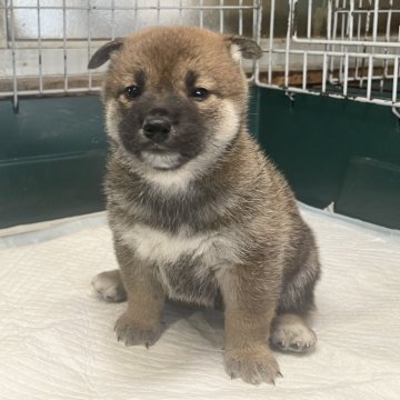 柴犬(標準サイズ)【愛知県・女の子・2024年6月24日・赤】の写真「かわいいモグラちゃん。」