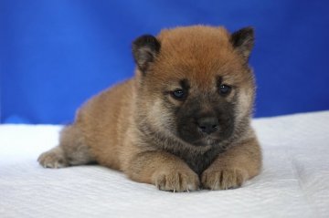 柴犬(標準サイズ)【愛知県・女の子・2020年3月11日・赤】の写真「これから可愛くなっていきます。」