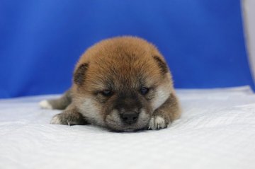 柴犬(標準サイズ)【愛知県・女の子・2020年5月15日・赤】の写真「まんまるお顔のかわいい女の子です。」