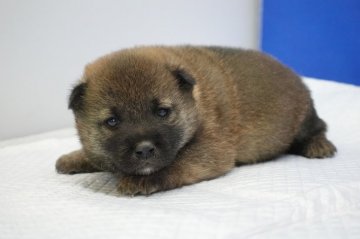 柴犬(標準サイズ)【愛知県・男の子・2020年3月11日・赤】の写真「まだモグラチャンです。」