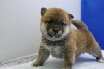 柴犬(標準サイズ)【愛知県・女の子・2019年11月2日・赤】の写真「キュートな女の子です。」