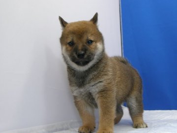 柴犬(標準サイズ)【愛知県・男の子・2019年8月13日・赤】の写真「モグラちゃん。」