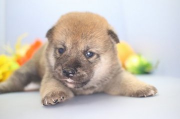 柴犬(標準サイズ)【愛知県・女の子・2019年5月6日・赤】の写真「元気いっぱいの女の子です。」