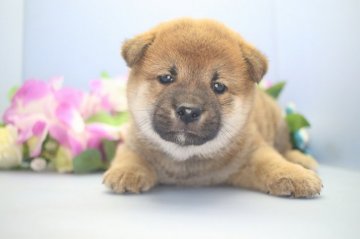 柴犬(標準サイズ)【愛知県・男の子・2019年7月31日・赤】の写真「とてもおとなしい男の子です。」