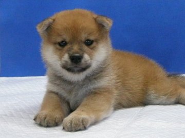 柴犬(標準サイズ)【愛知県・女の子・2019年8月13日・赤】の写真「プリティー！」