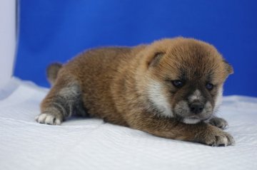 柴犬(標準サイズ)【愛知県・女の子・2020年5月15日・赤】の写真「ライオンちゃん。」