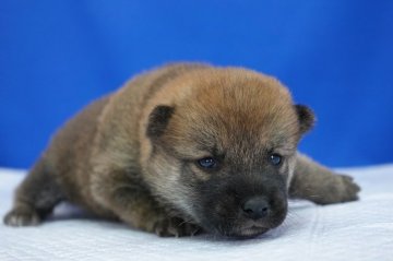 柴犬(標準サイズ)【愛知県・男の子・2020年4月27日・赤】の写真「まんまる顔が可愛いです。」