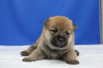 柴犬(標準サイズ)【愛知県・男の子・2020年4月27日・赤】の写真「まんまる顔が可愛いです。」