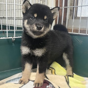 柴犬(標準サイズ)【愛知県・女の子・2024年6月27日・黒】の写真「ちょっとビビリな女の子!」