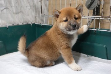 柴犬(標準サイズ)【愛知県・男の子・2019年11月2日・赤】の写真「とってもイケメン。」