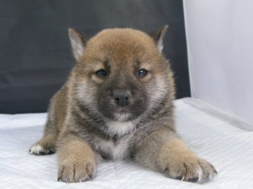 柴犬(標準サイズ)【愛知県・男の子・2019年2月15日・赤】の写真「結構イケメン？」