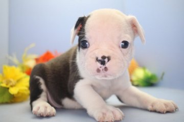 父犬ボストンテリア 母犬フレンチブルドッグ【愛知県・男の子・2019年4月24日・ボストンカラー】の写真「可愛い男の子です。」