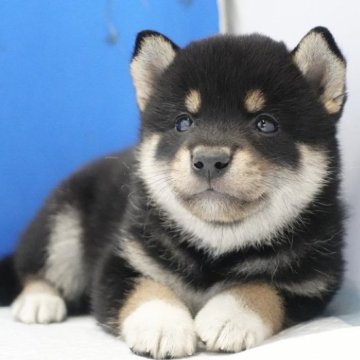 柴犬(標準サイズ)【愛知県・女の子・2024年6月27日・黒】の写真「タヌキ顔のかわい子ちゃん！」