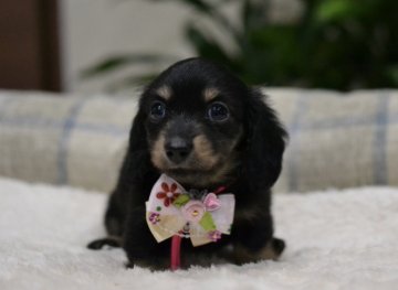 カニンヘンダックスフンド(ロング)【和歌山県・女の子・2018年5月7日・ブラックイエロー】の写真「小さな子♪PRA安心」