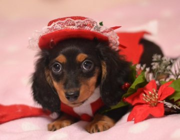 ミニチュアダックスフンド(ロング)【和歌山県・女の子・2015年10月1日・ブラック&タン】の写真「クリスマスまでの特別価格♪」