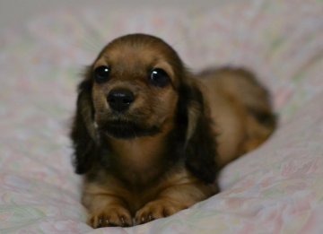 ミニチュアダックスフンド(ロング)【和歌山県・女の子・2017年4月29日・レディッシュイエロー】の写真「小振り pra安心 父JKCチャンピオン」