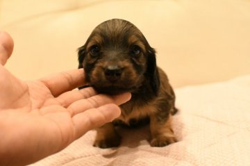 カニンヘンダックスフンド(ロング)【和歌山県・男の子・2020年10月16日・シェーデッドイエロー】の写真「クリクリ目の可愛い僕ちゃん！PRA安心♪」