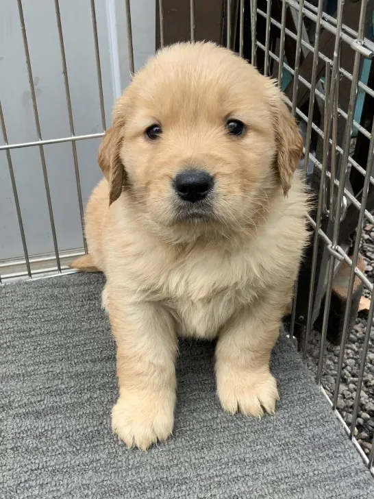 ID：2112-00487の子犬