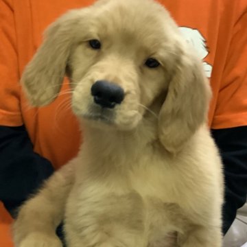 岐阜県のゴールデンレトリバーの子犬を探す｜ブリーダー直販の子犬販売【みんなのブリーダー】