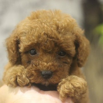 トイプードル(トイ)【千葉県・女の子・2024年6月29日・レッド】の写真「両親共に優良血統です。」