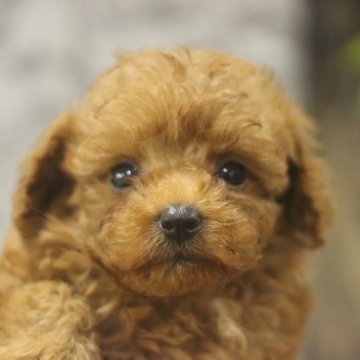 トイプードル(トイ)【千葉県・女の子・2024年6月29日・レッド】の写真「両親共に優良血統です。」