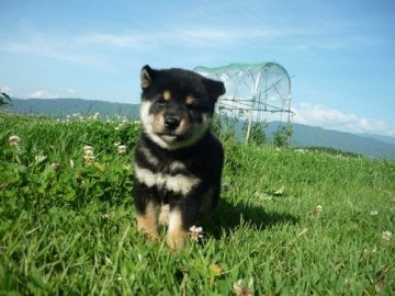 柴犬(標準サイズ)【長野県・男の子・2018年5月25日・黒】の写真「かわいい男の子です💕」