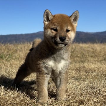 柴犬(標準サイズ)【長野県・女の子・2024年11月10日・赤】の写真「丸顔の女子です😄」