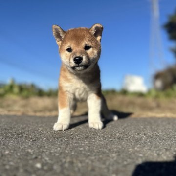 柴犬(標準サイズ)【長野県・女の子・2024年10月12日・赤】の写真「ソックスちゃんです！」