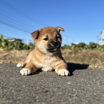 柴犬(標準サイズ)【長野県・女の子・2024年10月12日・赤】の写真「優しい雰囲気の子です！！」