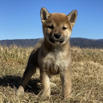 柴犬(標準サイズ)【長野県・女の子・2024年11月10日・赤】の写真「丸顔の女子です😄」