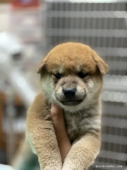 柴犬(標準サイズ)【長野県・男の子・2021年5月24日・赤】の写真1