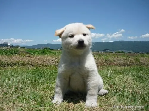 柴犬(標準サイズ)【長野県・男の子・2019年5月8日・白】の写真1「6月13日撮影」