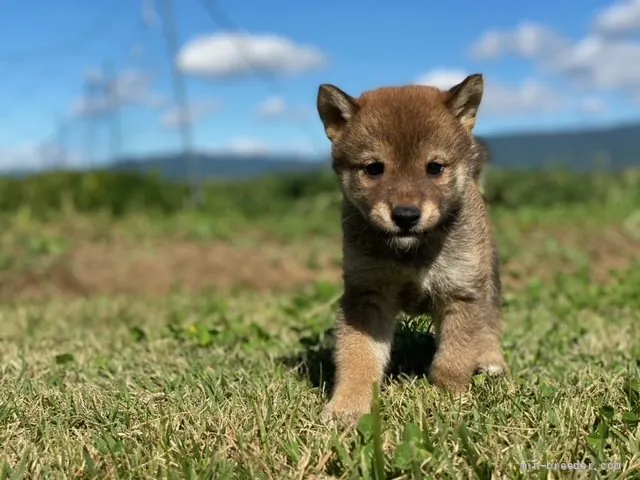 柴犬(標準サイズ)【長野県・女の子・2021年9月2日・赤胡麻】の写真1「10月15日撮影」