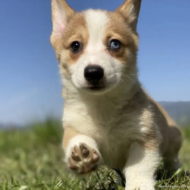 th 様のお迎えした子犬