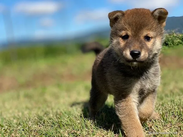 柴犬(標準サイズ)【長野県・女の子・2021年9月2日・赤胡麻】の写真1「10月15日撮影」