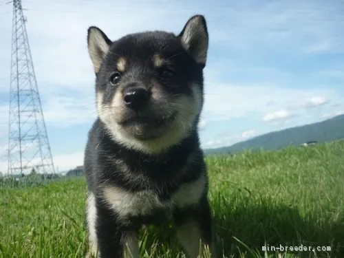 柴犬(標準サイズ)【長野県・女の子・2020年5月23日・黒】の写真1「7月5日撮影」