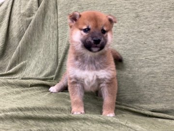 柴犬(標準サイズ)【長野県・男の子・2022年1月29日・赤】の写真「優しい雰囲気の子です！！」