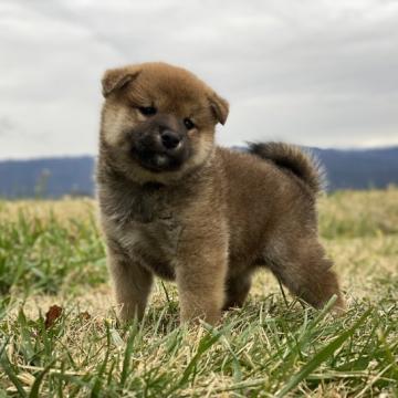 柴犬(標準サイズ)【長野県・男の子・2022年10月26日・赤】の写真「優しい雰囲気の子です！！」