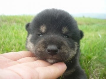 柴犬(標準サイズ)【長野県・男の子・2020年6月16日・黒】の写真「優しい雰囲気の子です！！」