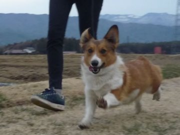 ウェルシュ・コーギー・ペンブローク【長野県・男の子・2018年6月24日・レッド&ホワイト】の写真「犬社会勉強中です(*^^*)」