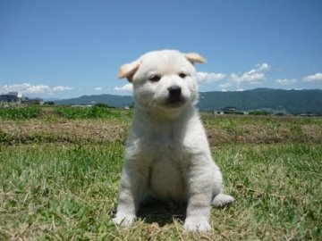 柴犬(標準サイズ)【長野県・男の子・2019年5月8日・白】の写真「白クマみたいで可愛いです！！」