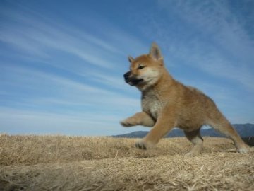 柴犬(標準サイズ)【長野県・女の子・2017年12月21日・赤】の写真「可愛い女の子です‼」