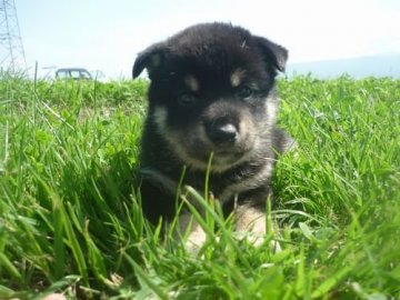 柴犬(標準サイズ)【長野県・女の子・2020年6月29日・黒】の写真「唯一の女の子です！！お早めに(^^♪」