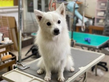 日本スピッツ【長野県・男の子・2020年7月16日・白】の写真「優しい雰囲気の子です！！」