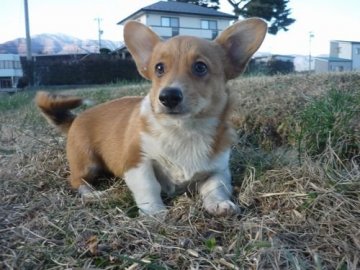 ウェルシュ・コーギー・ペンブローク【長野県・女の子・2018年8月27日・レッド&ホワイト】の写真「尻尾有りの可愛い女の子です💕」