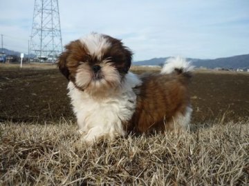 シーズー【長野県・男の子・2018年12月15日・ゴールド&ホワイト】の写真「綺麗な子です(^^)」