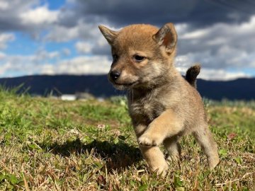 柴犬(標準サイズ)【長野県・男の子・2021年9月20日・胡麻】の写真「優しい雰囲気の子です！！」