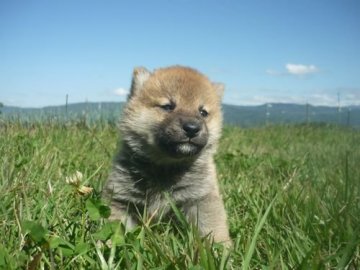 柴犬(標準サイズ)【長野県・男の子・2020年9月9日・赤】の写真「男子です！」