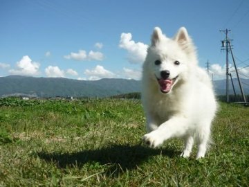 日本スピッツ【長野県・女の子・2018年6月10日・ホワイト】の写真「フワフワのモコモコです💕」